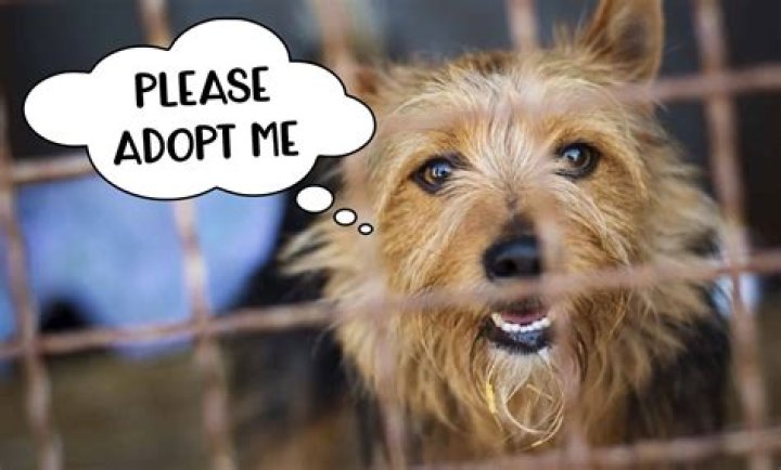 Adopt A Dog