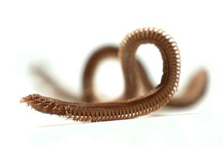 Australian Beach Worm