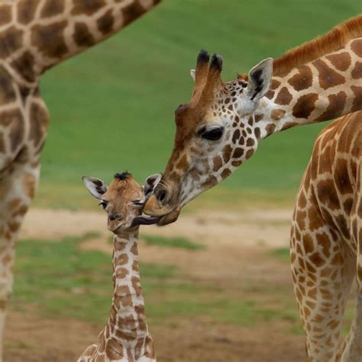 Baby Giraffe