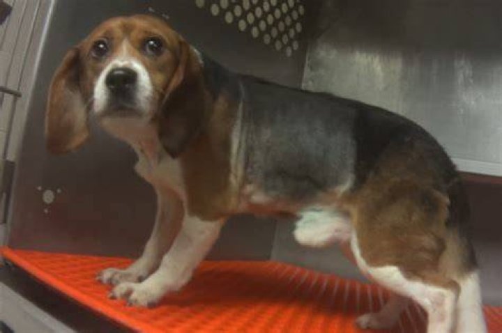 Beagle Force Fed