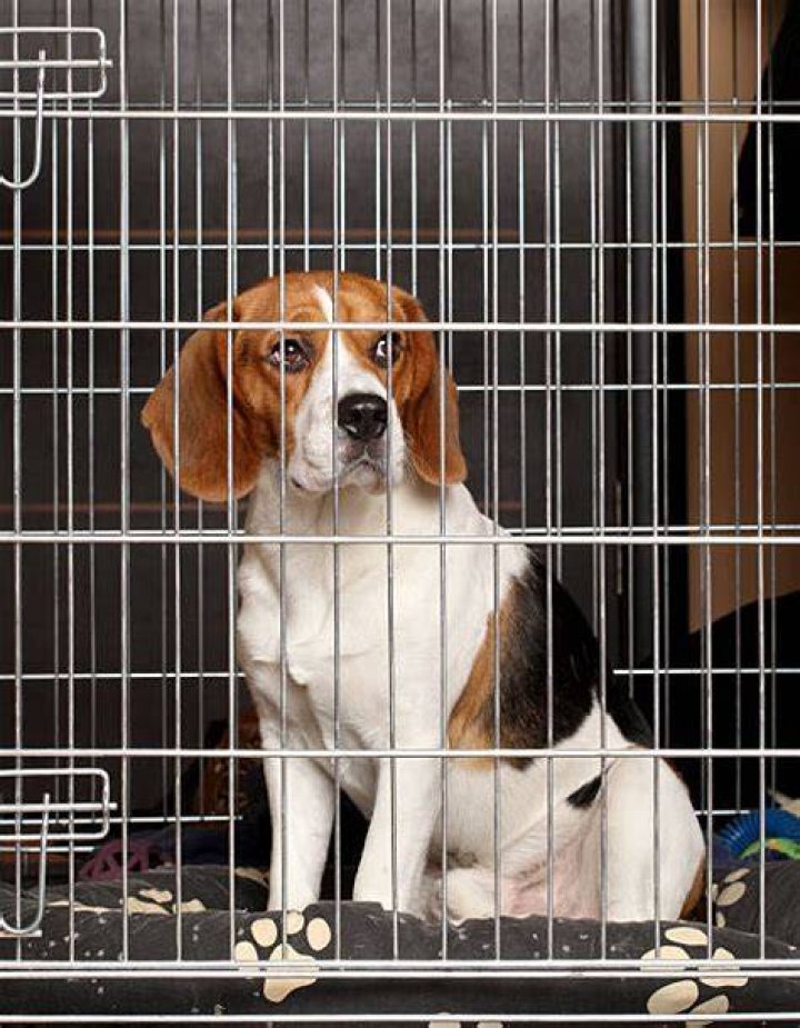 Beagle In Cage