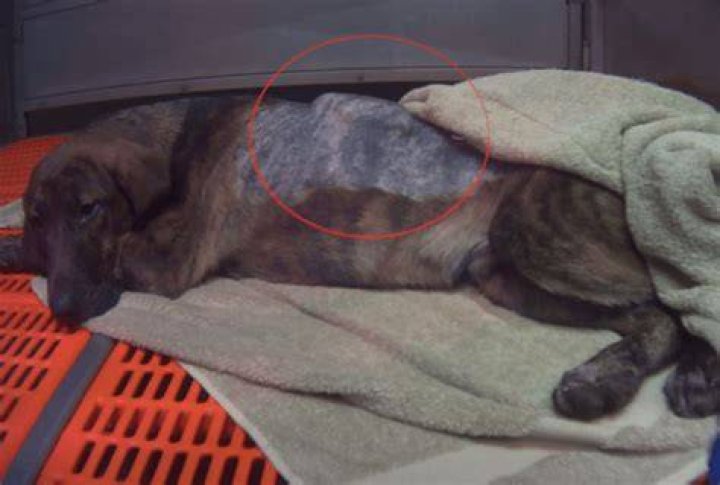 Beagle Lung Area Damage