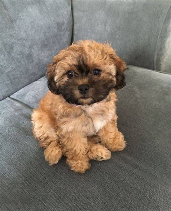 Bear The Puppy