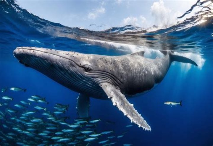 Blue Whale
