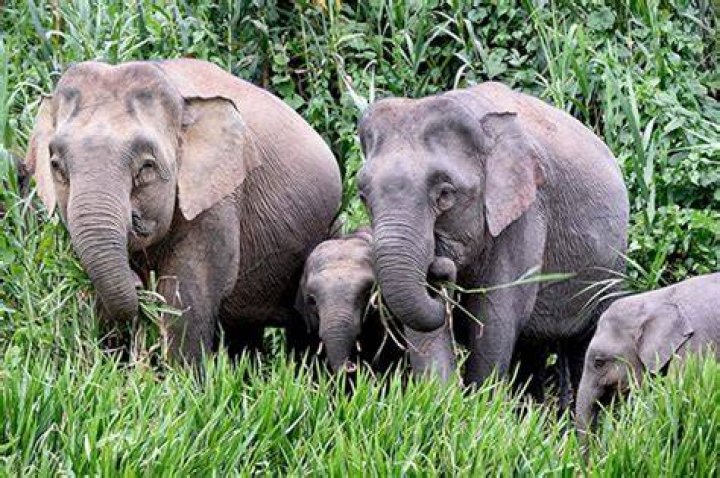 Borneo Pygmy Elephant