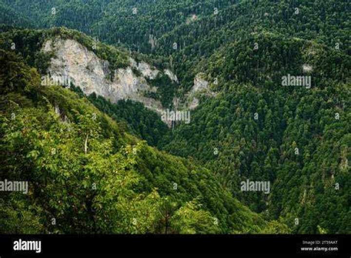 Bosnia Forest