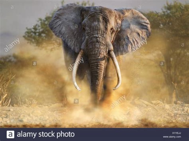 Charging Elephant