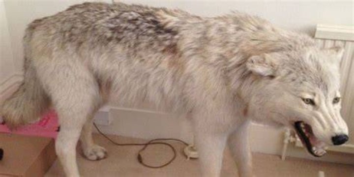 Charlotte Watts wolf was stolen in 2015