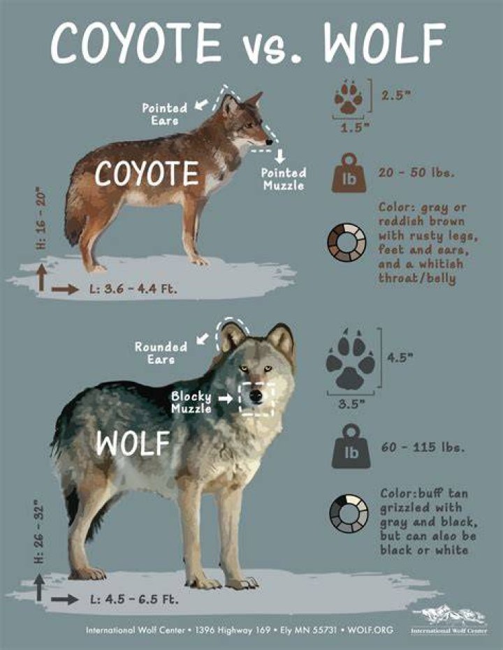 Comparison Between A Coyote And Red Wolf