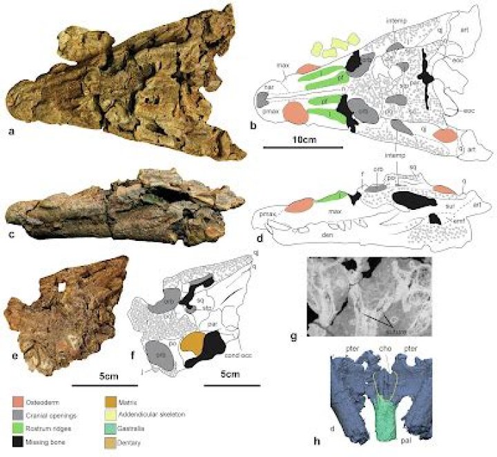 Confractosuchus Sauroktonos
