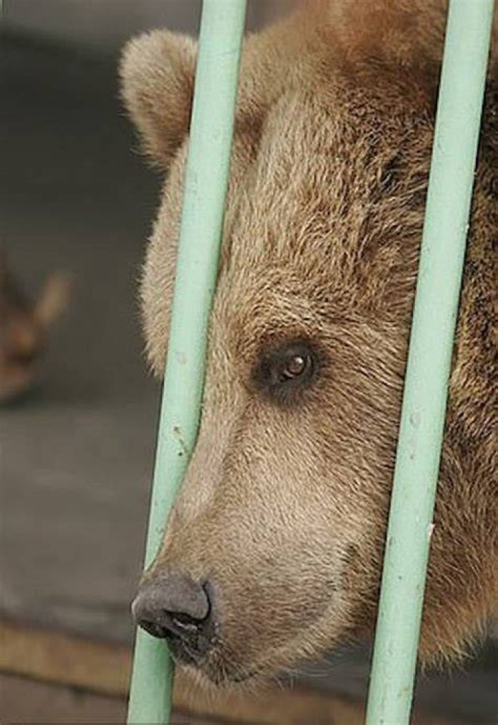 Ekaterina Imprisoned