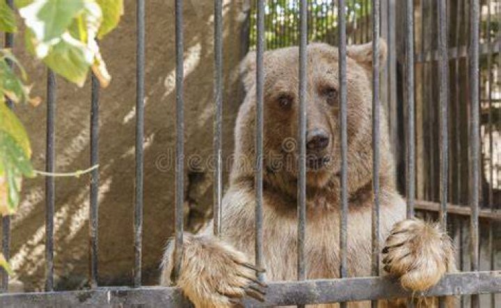Ekaterina The Bear Behind Bars
