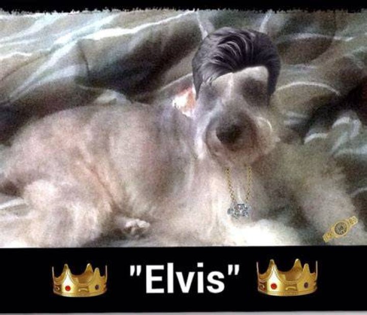 Elvis Animals