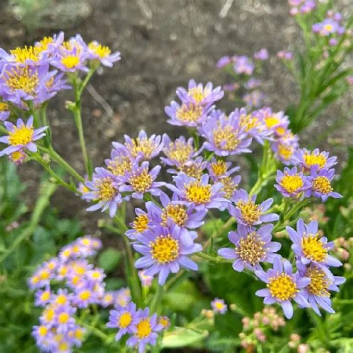 Ery Tataricus