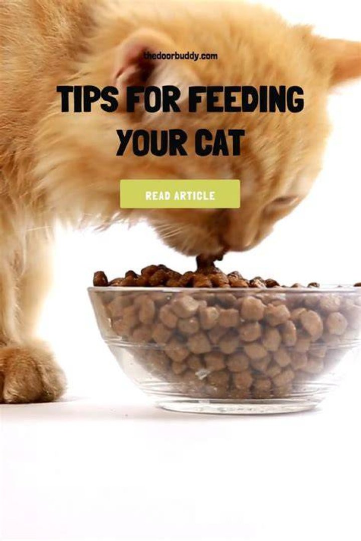 Feeding Your Cats Instincts