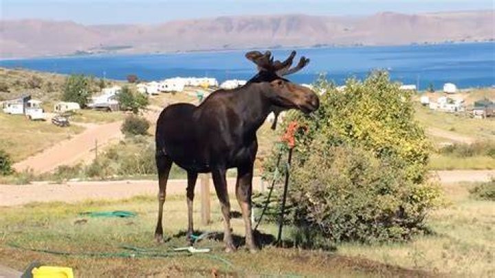 Female Moose