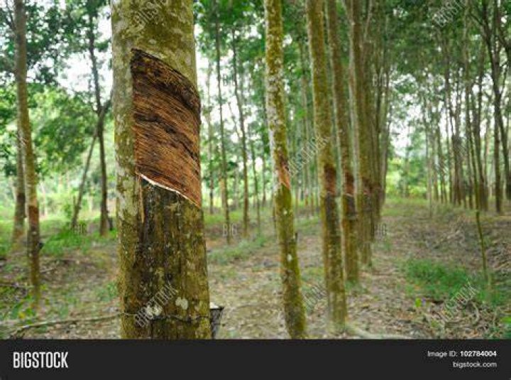 Fordl&acirc;ndia Hevea Brasiliensis Rubber Trees
