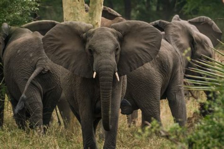 Gorongosa Wildlife