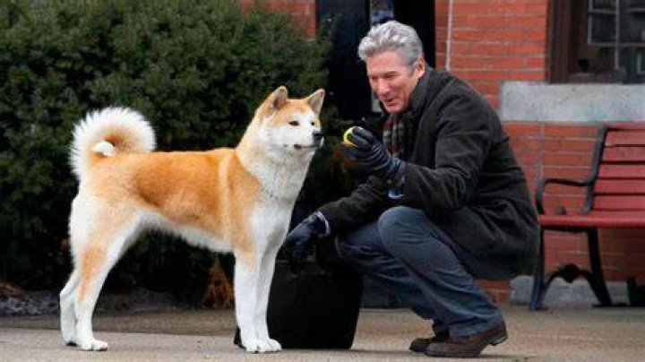 Hachiko And A Stranger