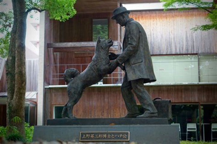 Hachiko Being Admired By A Crowd