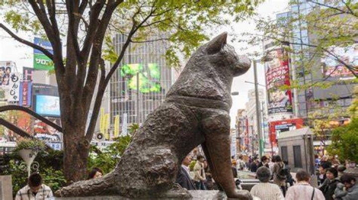 Hachiko