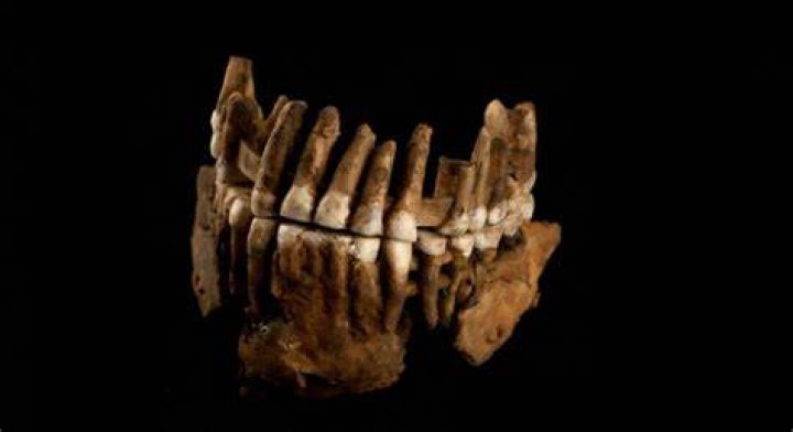 Holding Neanderthal Teeth