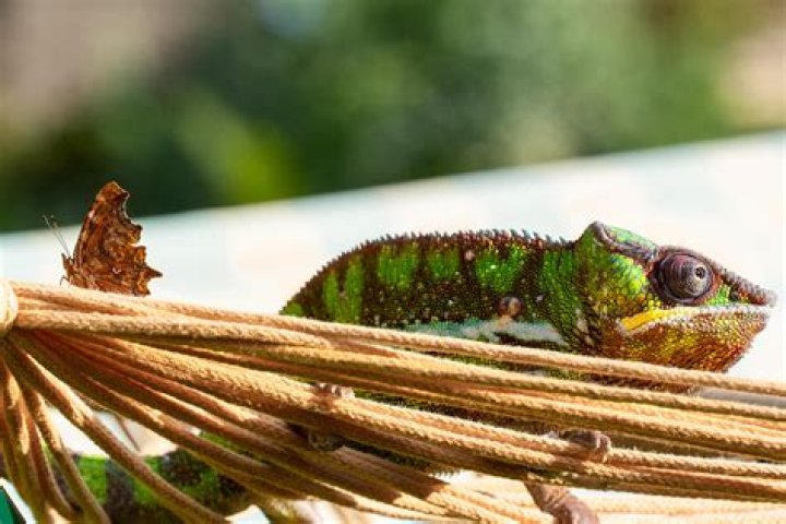 How do chameleon protect from enemies