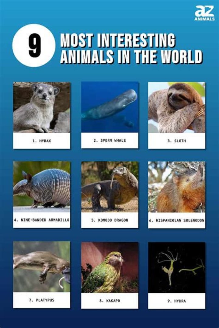 Interesting Animals