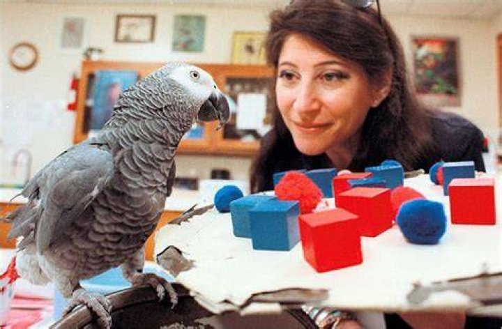 Irene Pepperberg With Alex The Parrot