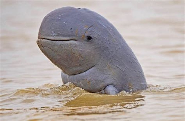 Irrawaddy Dolphin