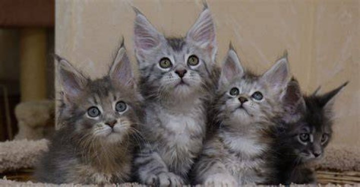 Kittens