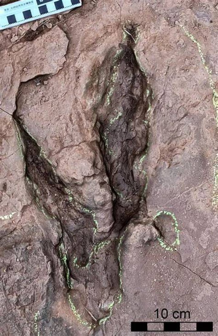 Large Raptor Tracks
