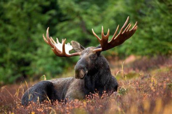 Male Moose