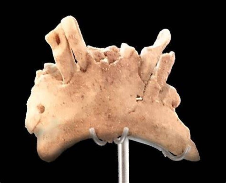 Mandible Sime Del Elefante Cavemen Tooth