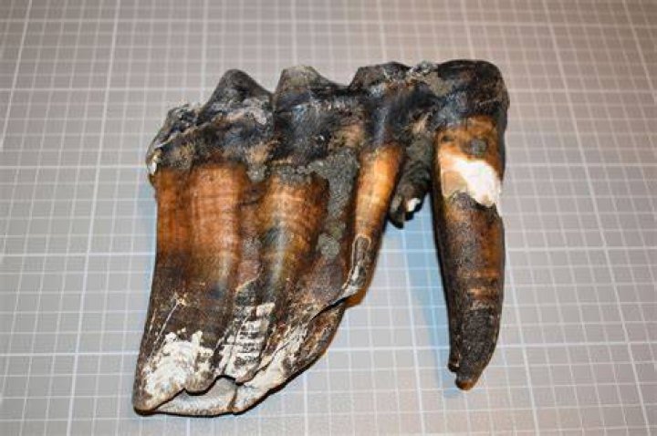 Mastodon Tooth