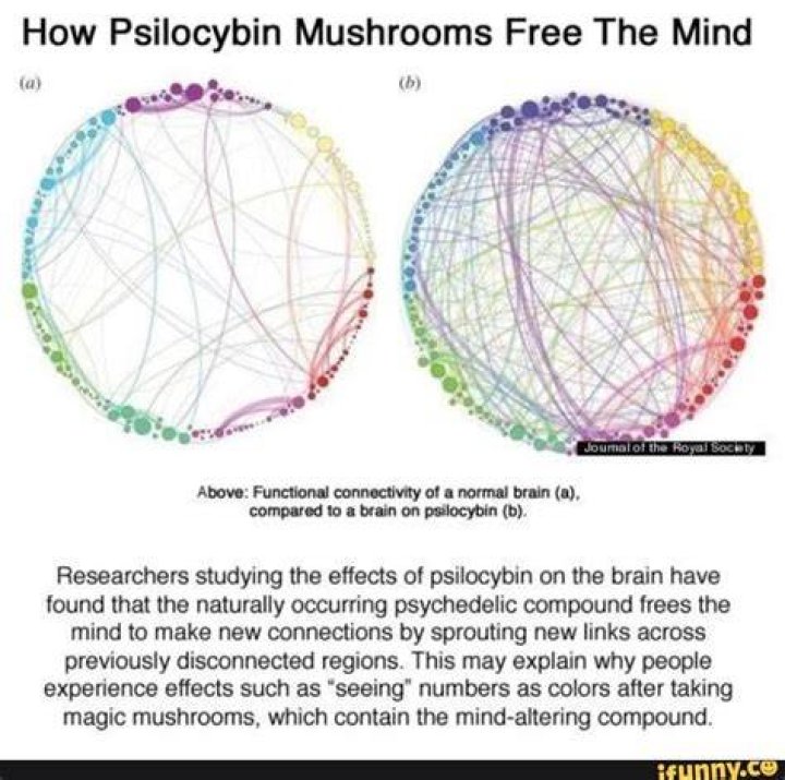 Mushroom High Brain Scans