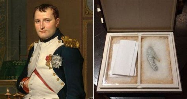 Napoleon Penis