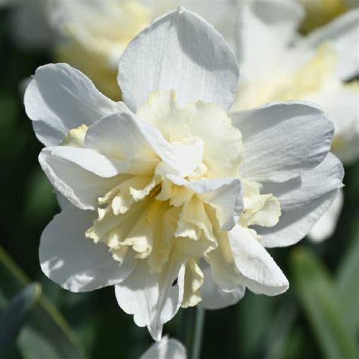 Narcissus Relfection