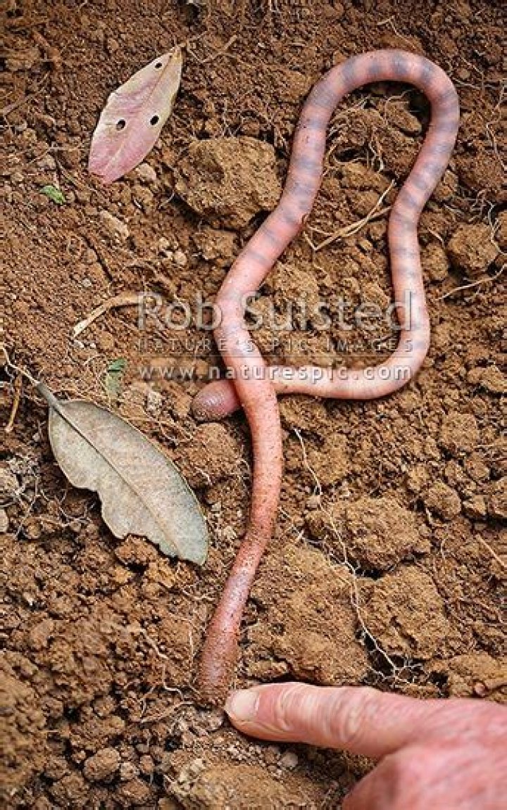 New Zealand Giant Earthworm