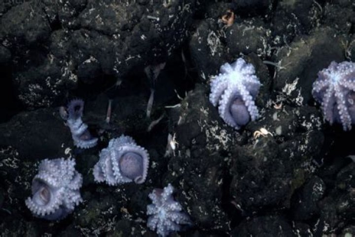 Octopus Nursery California