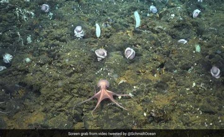 Octopus Nursery