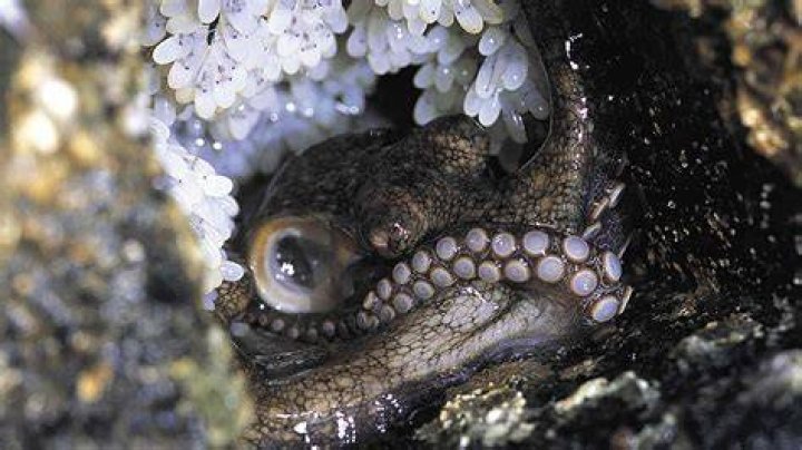 Octopuses Brooding California