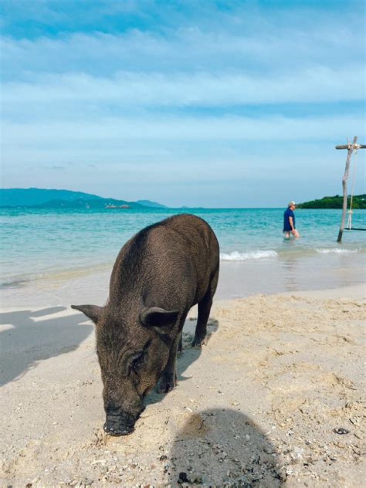 Pig Island