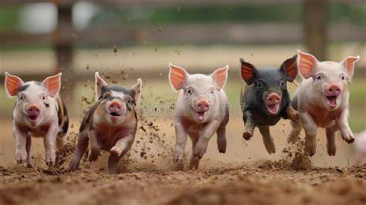 Piglets Running