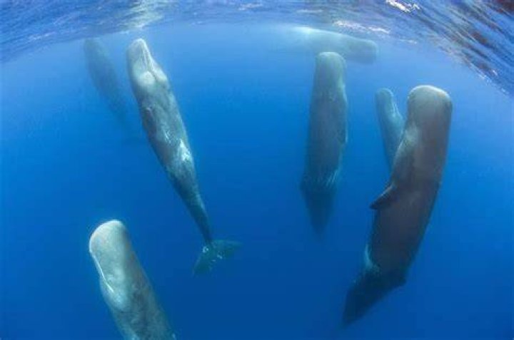 Pod Of Sperm Whales