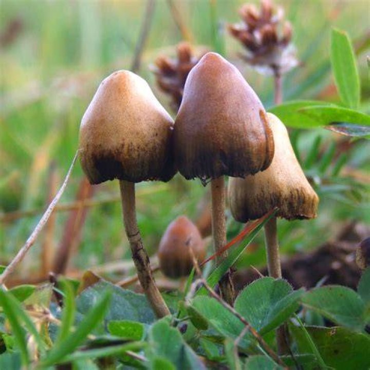 Psilocybin Mushroom