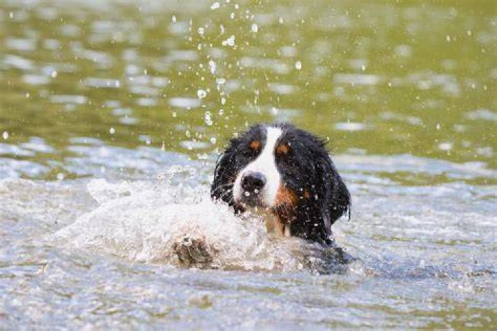Puppy Who Swam Across The Hudson