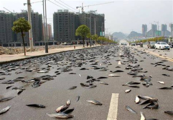 Rain Fish