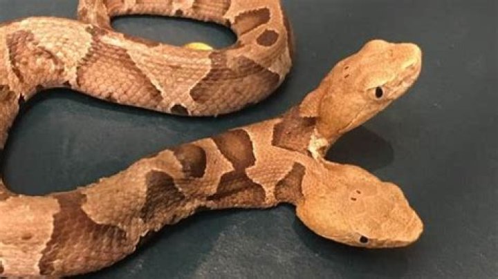 Rare Two-Headed Copperhead Snake Discovered In Virginia