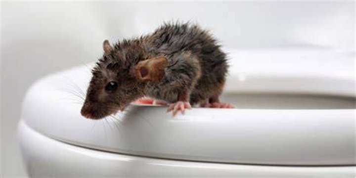 Rat Crawling Out Of Sewer